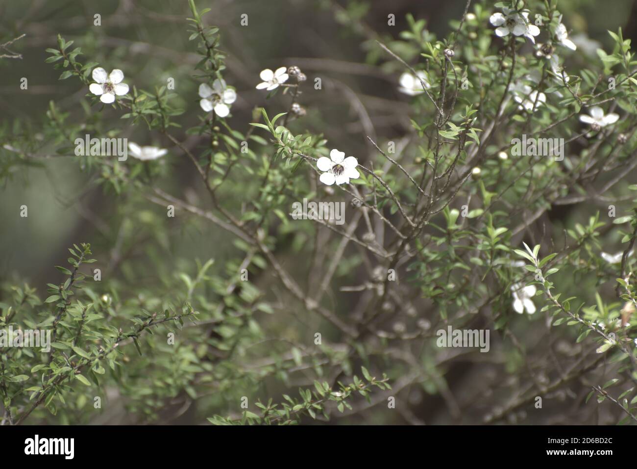 Bellissimi fiori Foto Stock