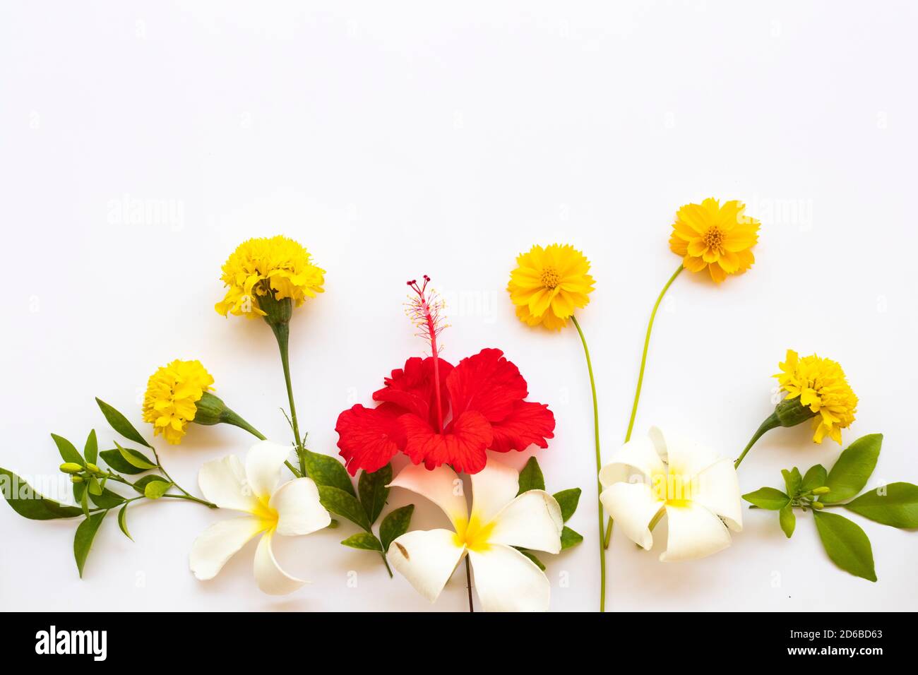 tutti i fiori colorati hibiscus, cosmo, marigolds, frangipani disposizione piatta posare stile cartolina su sfondo bianco Foto Stock