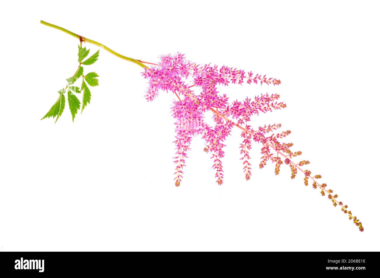 Fiori colorati e foglie di Astilbe. Foto Foto Stock