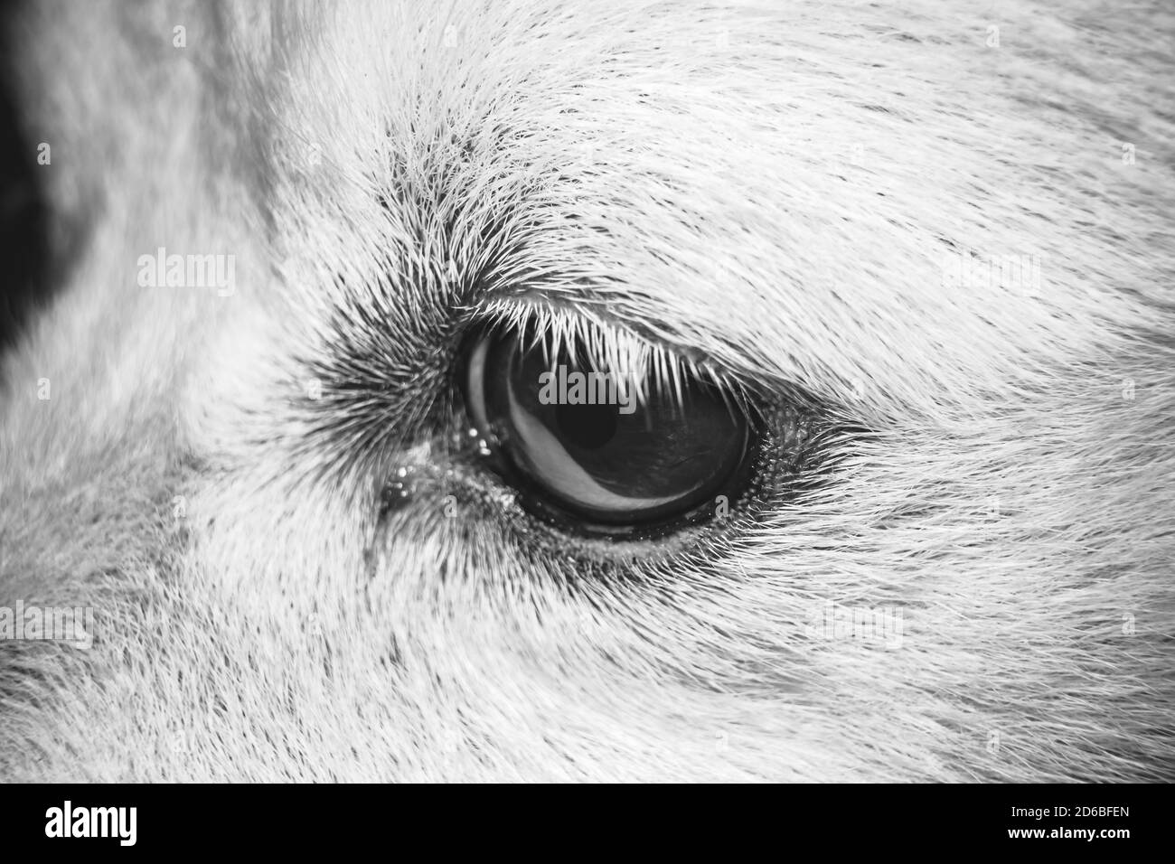 Occhio del cane - Ritratto primo piano di occhi del cane dello Spitz indiano . spitz cane Pomeraniano bianco. Foto Stock