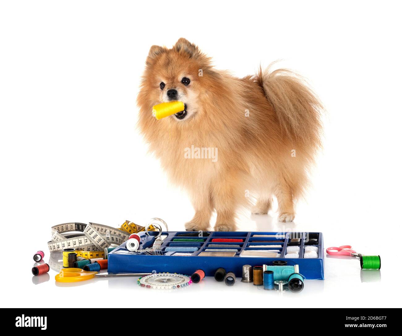 Accessori per cucire e piccolo cane di fronte a sfondo bianco Foto Stock