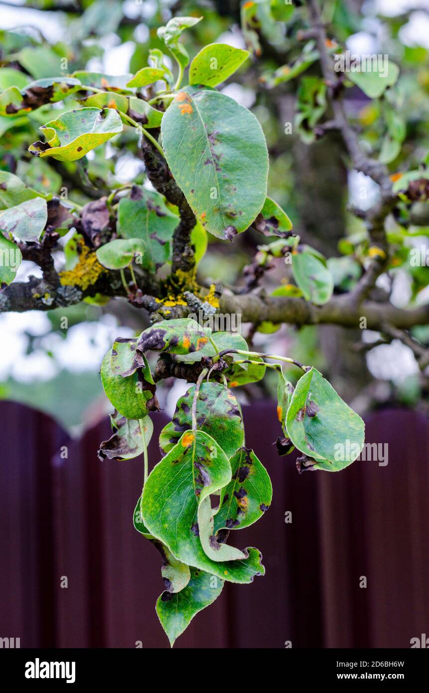 Foglie di alberi da frutta colpiti da malattie fungine Foto Stock