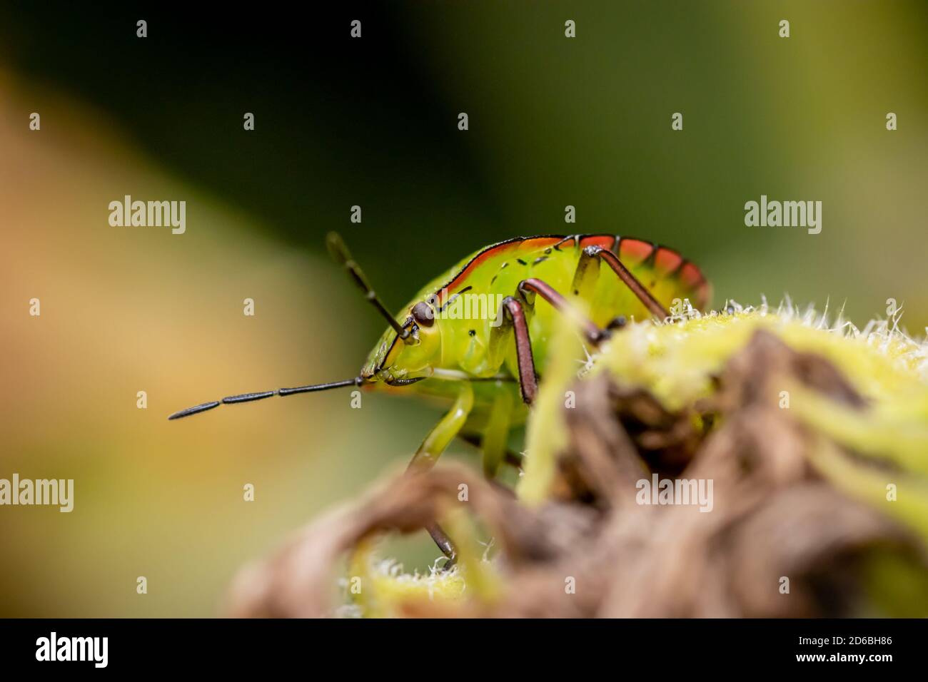 Scudo verde meridionale o bug vegetale verde (Nezara viridula) su girasole in giardino Foto Stock