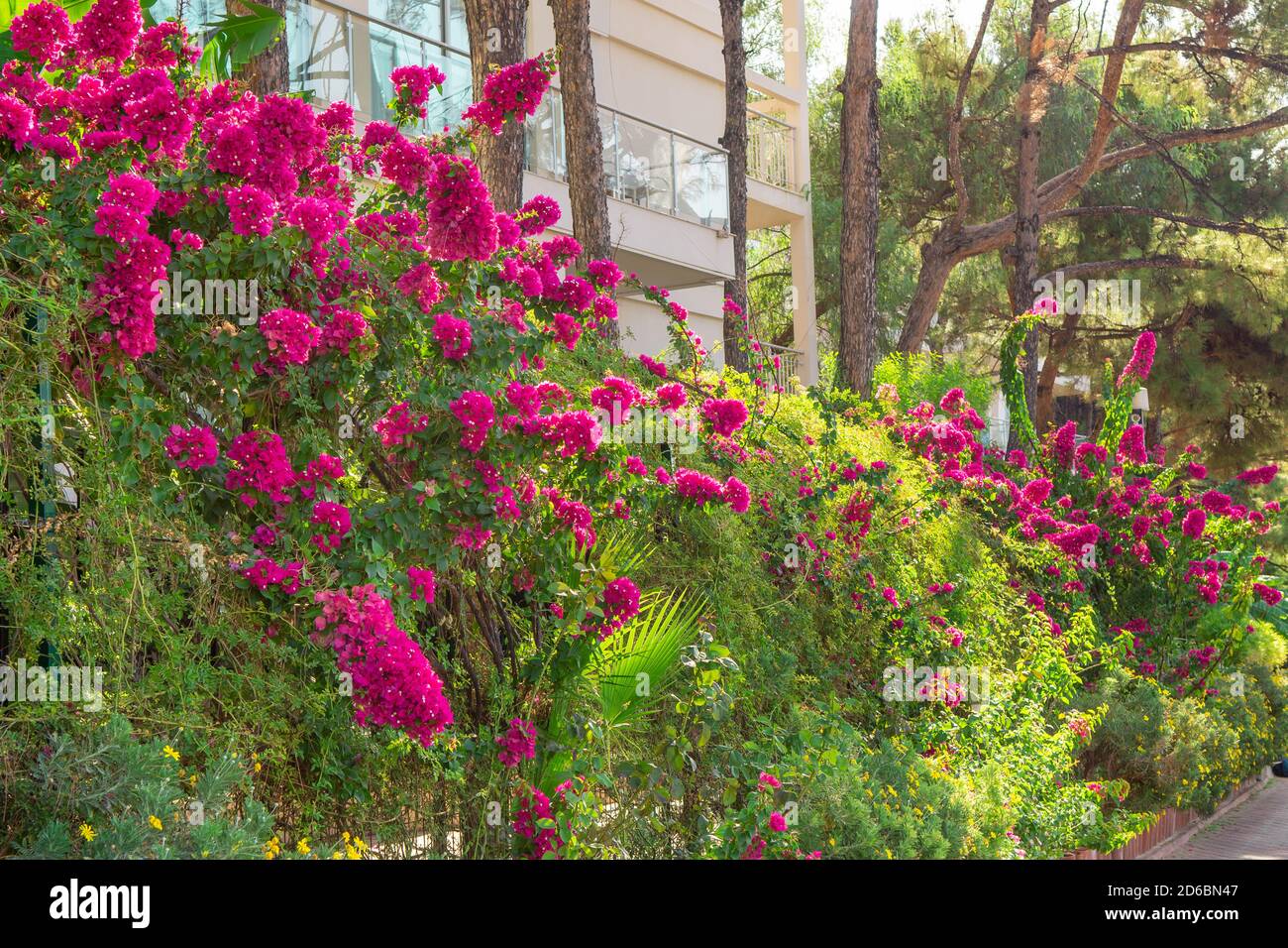 Arbusto di bougainvillea alto. Arbusto fiorito, siepe. Arbusti di bouganville tropicali in fiore. Fiori viola vibranti e belli Foto Stock