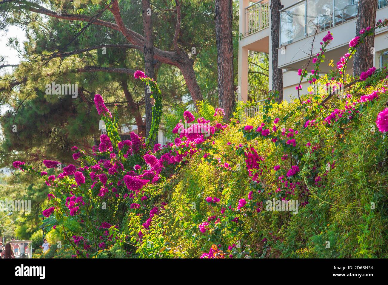Bougainvillea Bush rosa. Arbusto fiorito, siepe. Arbusti di bouganville tropicali in fiore. . Mediterraneo estivo Foto Stock