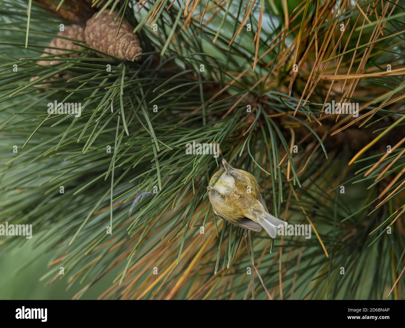 Goldcrest Regulus regulus alla ricerca di cibo su un pino costiero. Foto Stock