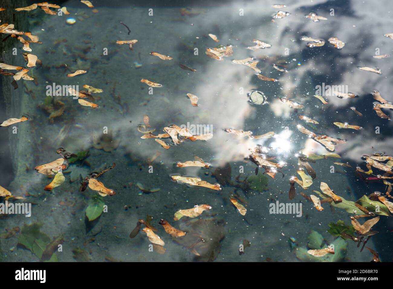 Tasti acero che nuotano sulla superficie di una fontana con luce del sole e nuvole riflesse nell'acqua Foto Stock