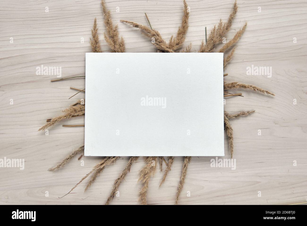 Un bouquet di spokelet. Telaio di canne secche isolate su sfondo bianco. Carta bianca per la creazione di modelli. Astratto fiori secchi d'erba, erbe su legno Foto Stock