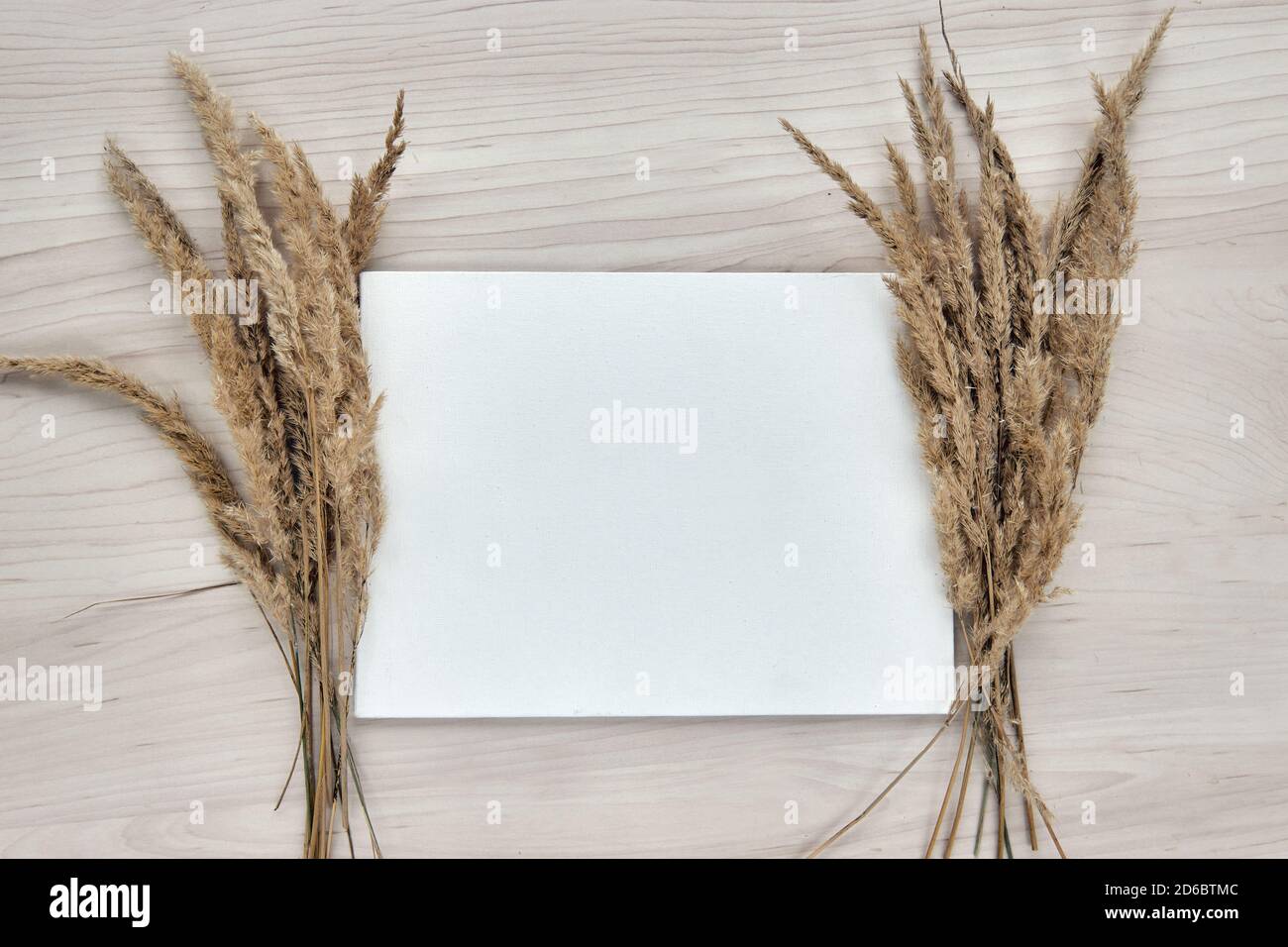 Un bouquet di spokelet. Telaio di canne secche isolate su sfondo bianco. Carta bianca per la creazione di modelli. Astratto fiori secchi d'erba, erbe su legno Foto Stock