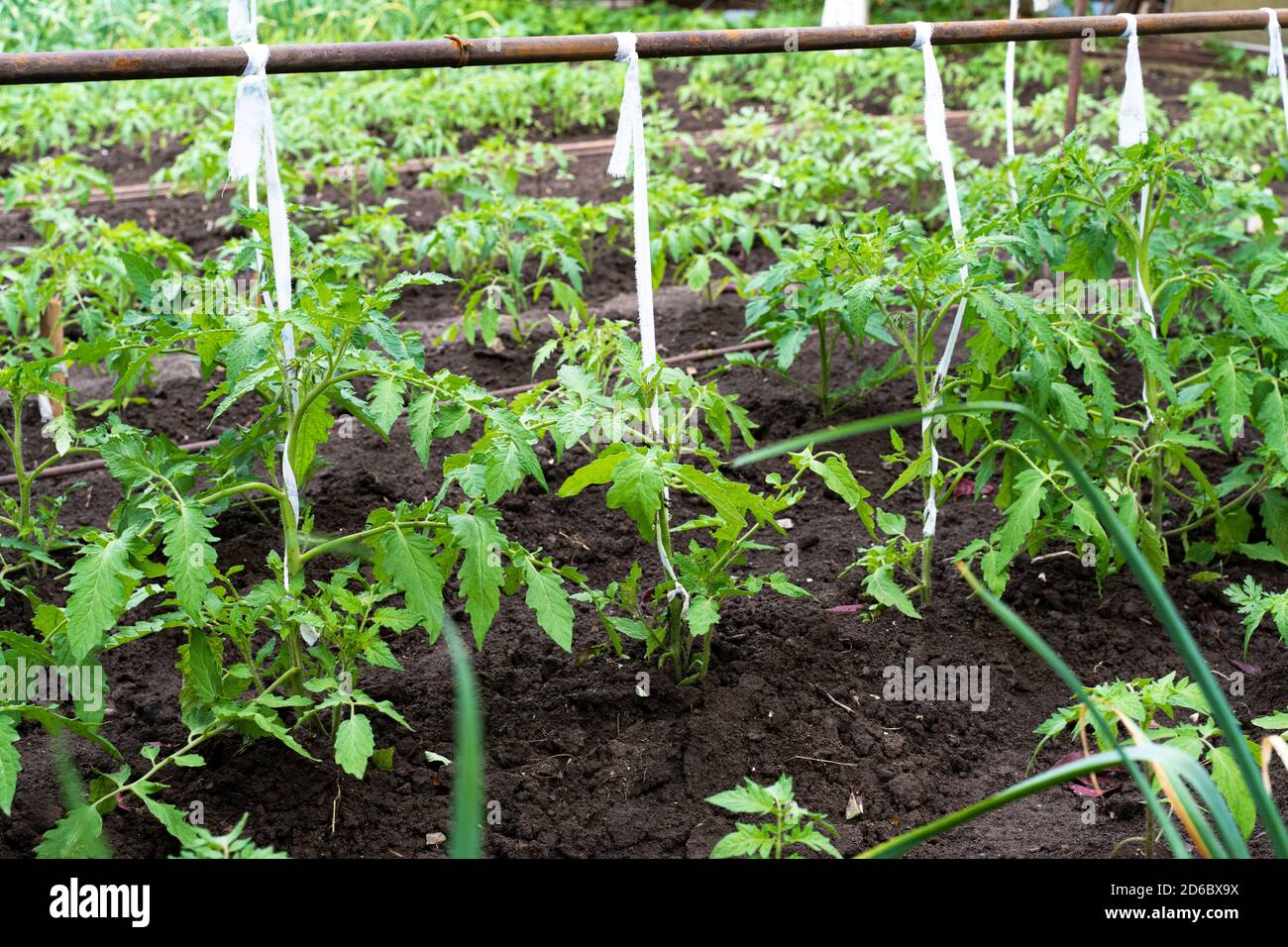 pomodori legati crescono nel garden. fine di maggio Foto Stock
