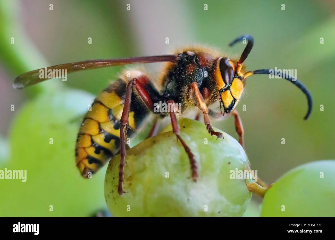 European Hornet, Hornet, Wasp in natura verde Foto Stock