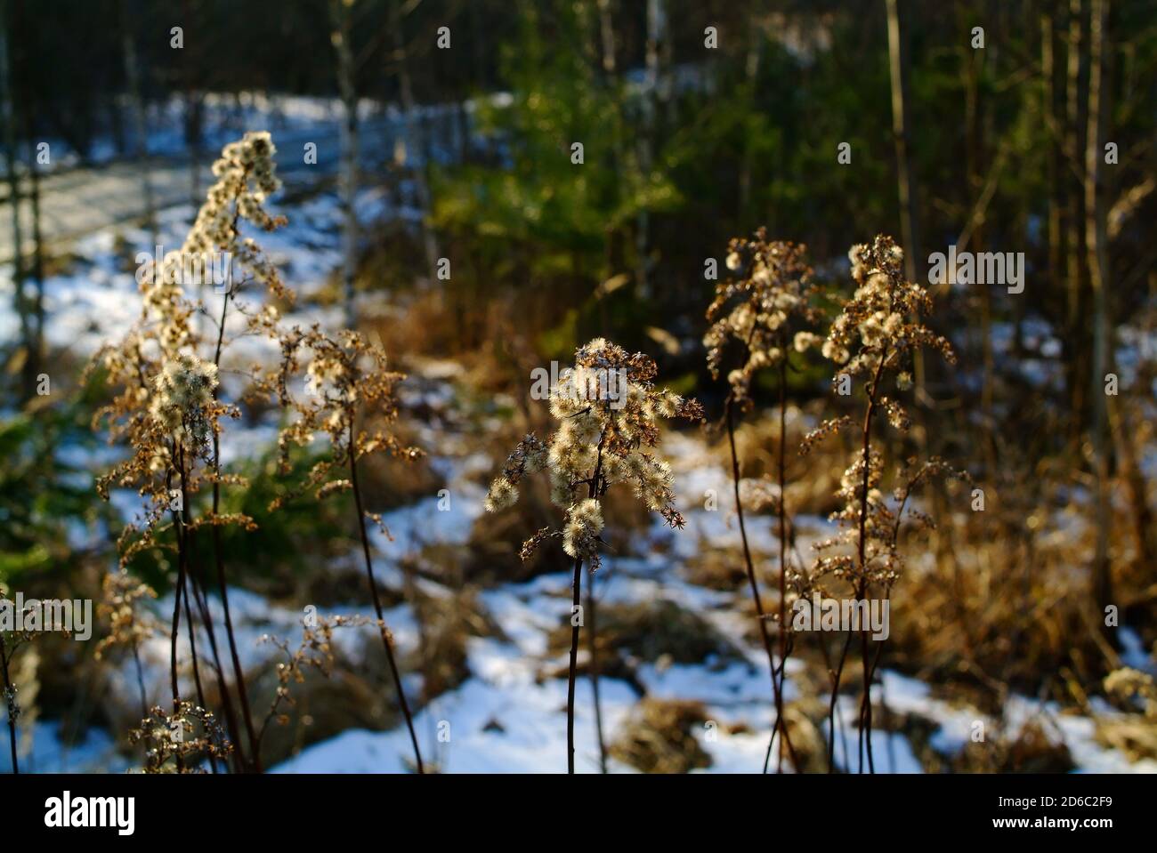 erba soffice nel campo all'inizio della primavera Foto Stock