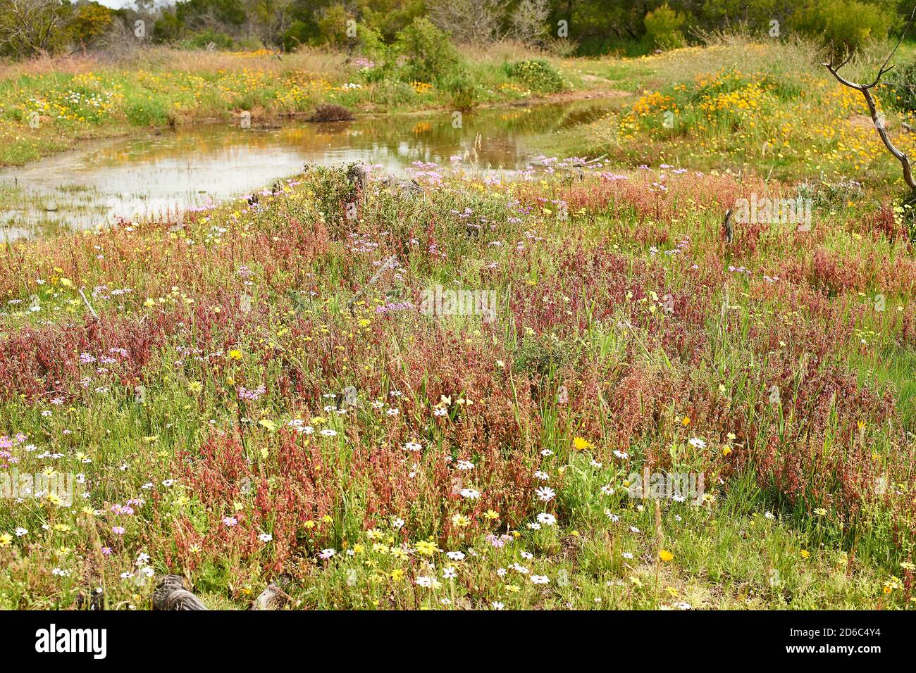 Fiori primaverili vicino alla diga di Atlantis, Capo Occidentale Foto Stock