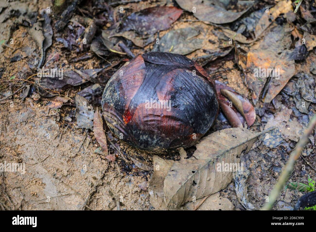 Il più grande fiore del mondo immagini e fotografie stock ad alta  risoluzione - Alamy