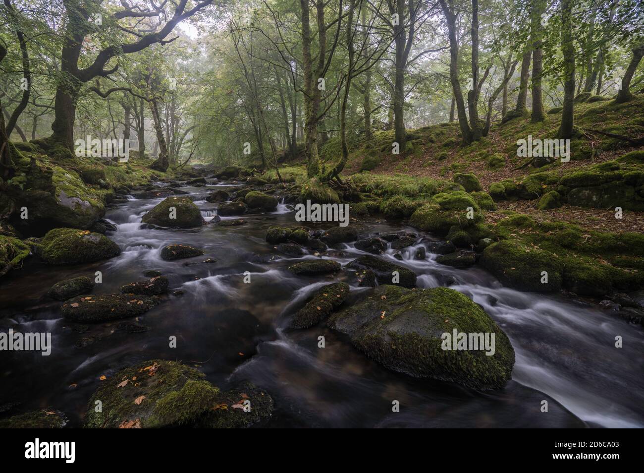 Un fiume gonfio che scorre velocemente attraverso un bosco di muschio a Gwynedd, Galles del Nord, Regno Unito. Foto Stock