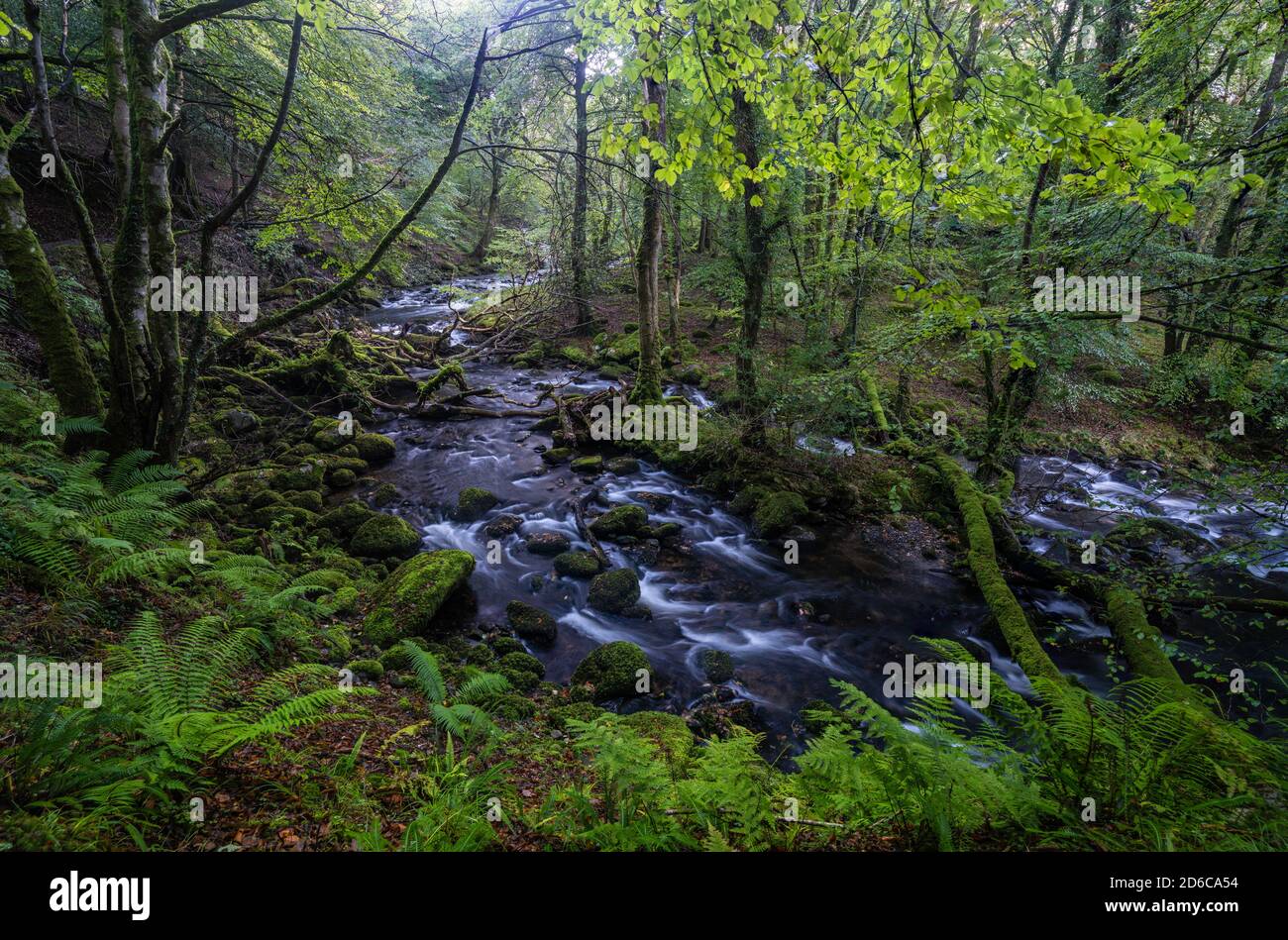 Un fiume gonfio che scorre velocemente attraverso un bosco di muschio a Gwynedd, Galles del Nord, Regno Unito. Foto Stock