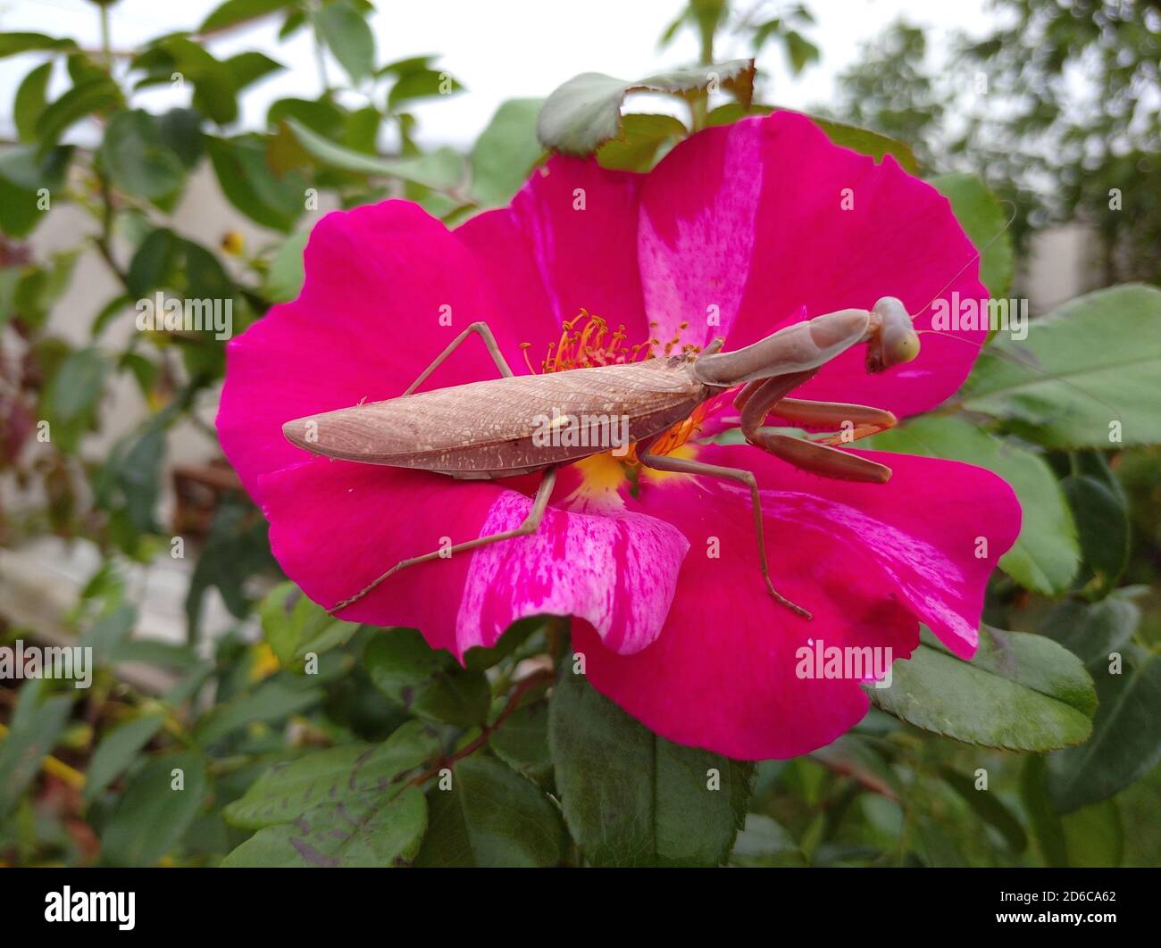 manis marrone di insetto seduto su un fiore rosso di rosa aperto Foto Stock