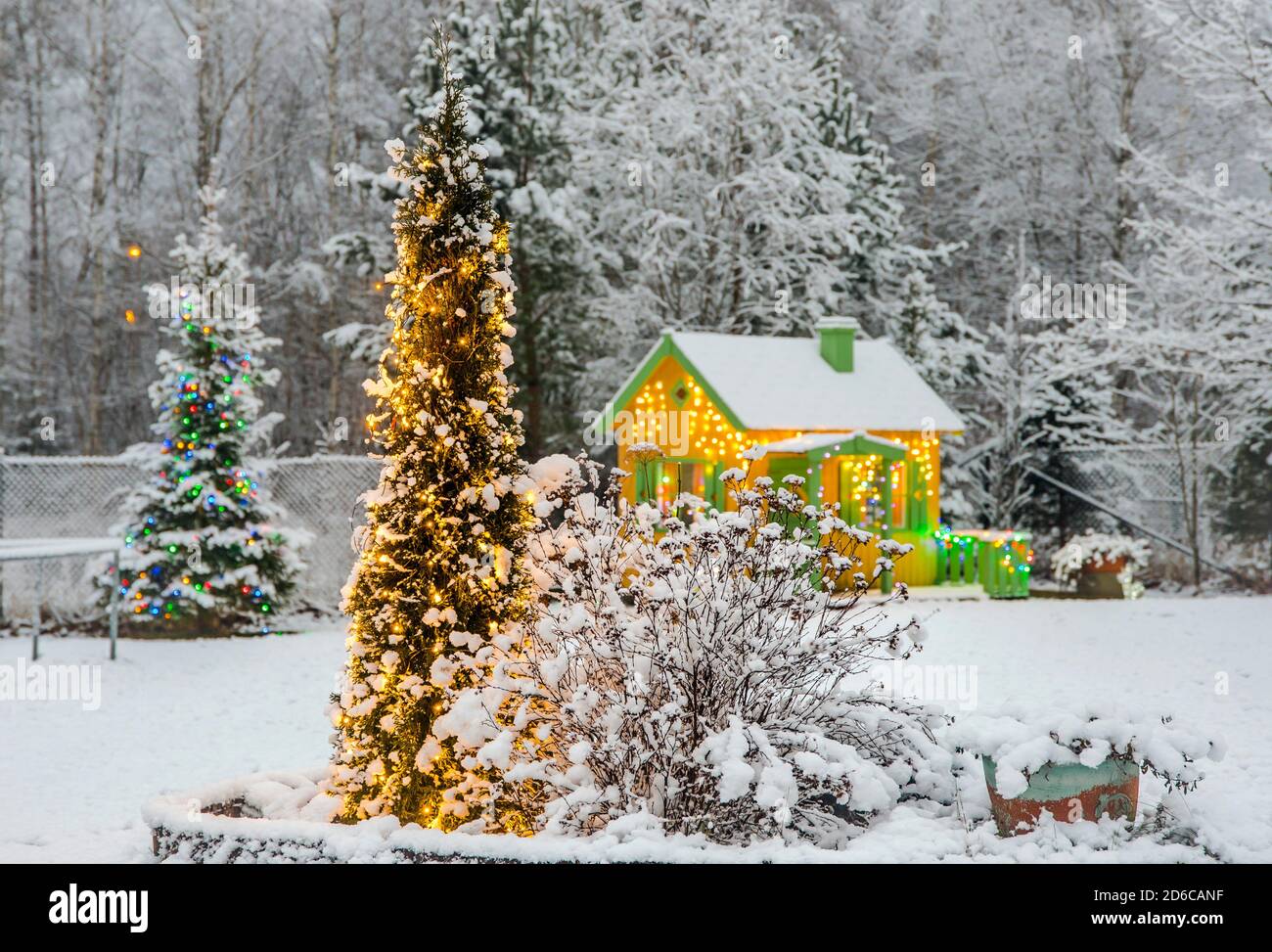 Luci di decorazione di Natale illuminate in giardino domestico in inverno all'aperto. Luci a LED su sempreverdi casa Thuja occidentalis albero in fiore letto. Foto Stock