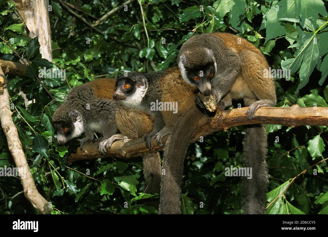 MONGOOSE LEMUR MONGOZ, GRUPPO SUL RAMO CONTRO IL VERDE FOGLIAME Foto Stock