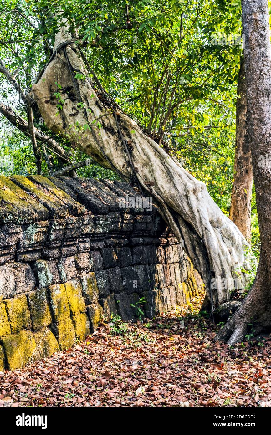 Recinzione rovine albero giungla Moss sulla pietra arenaria mattoni Blocchi di laterite Prasat Krahom paesaggio archeologico di Koh Ker a. Il sito Angkor Wat in Foto Stock