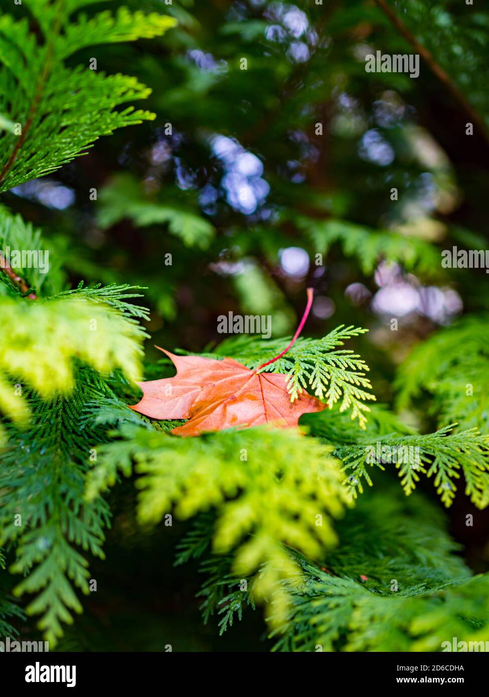 Una foglia marrone caduta stagione autunnale su verde sempreverde rami di ramo di albero lascia isolato closuup dettaglio di primo piano Foto Stock