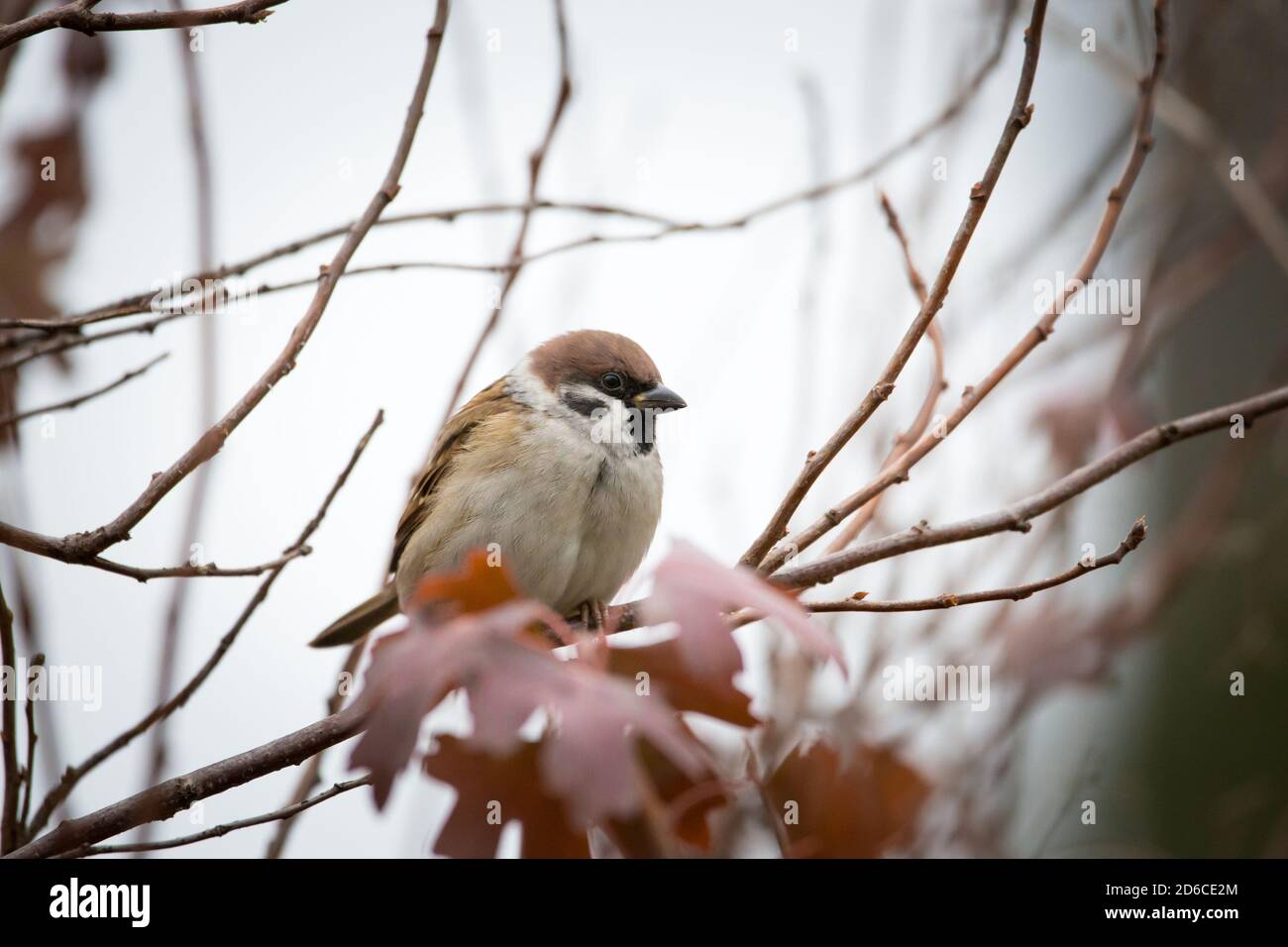 Passera dell'albero eurasiatico (Passer montanus) seduta su rami di cespuglio, Waldviertel, Austria Foto Stock