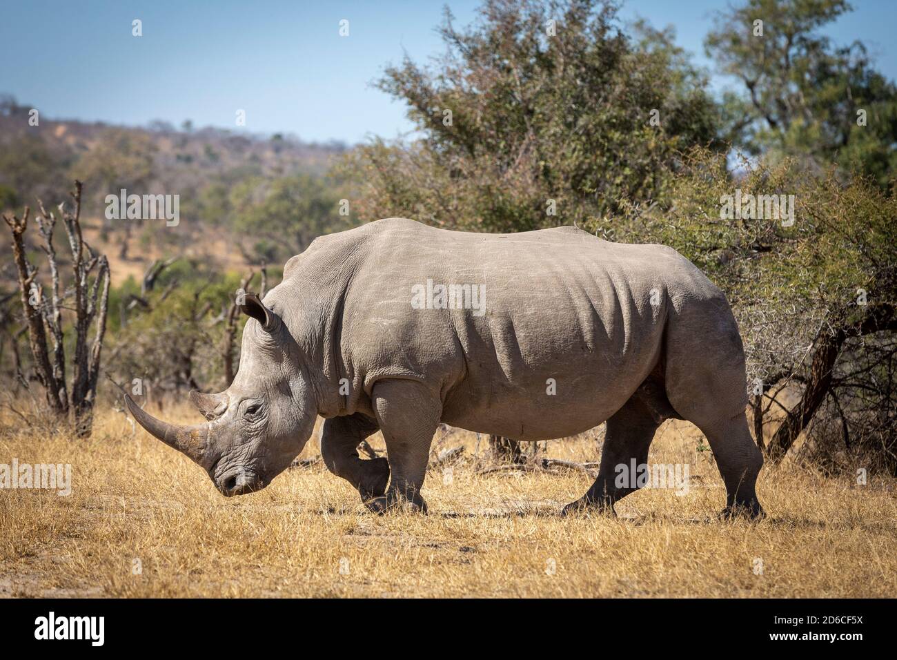 Ritratto orizzontale di un grande rinoceronte bianco adulto con un corno grande che cammina in cespuglio asciutto nel mezzo di a. Giornata di sole nel Parco Kruger in Sud Africa Foto Stock