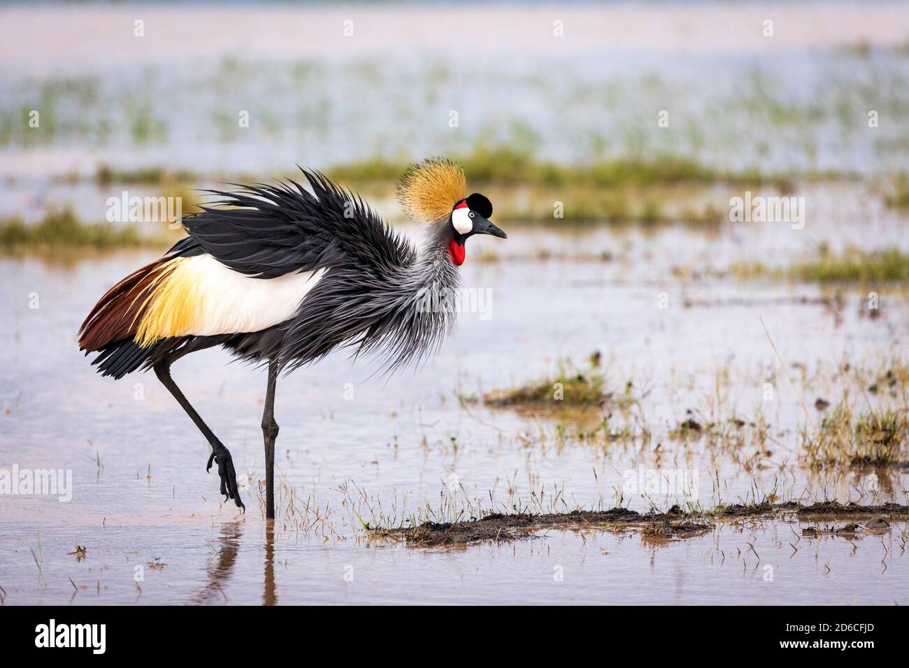 Gru grigia con coronamento in piedi su una gamba in acqua Parco Nazionale Amboseli in Kenya Foto Stock