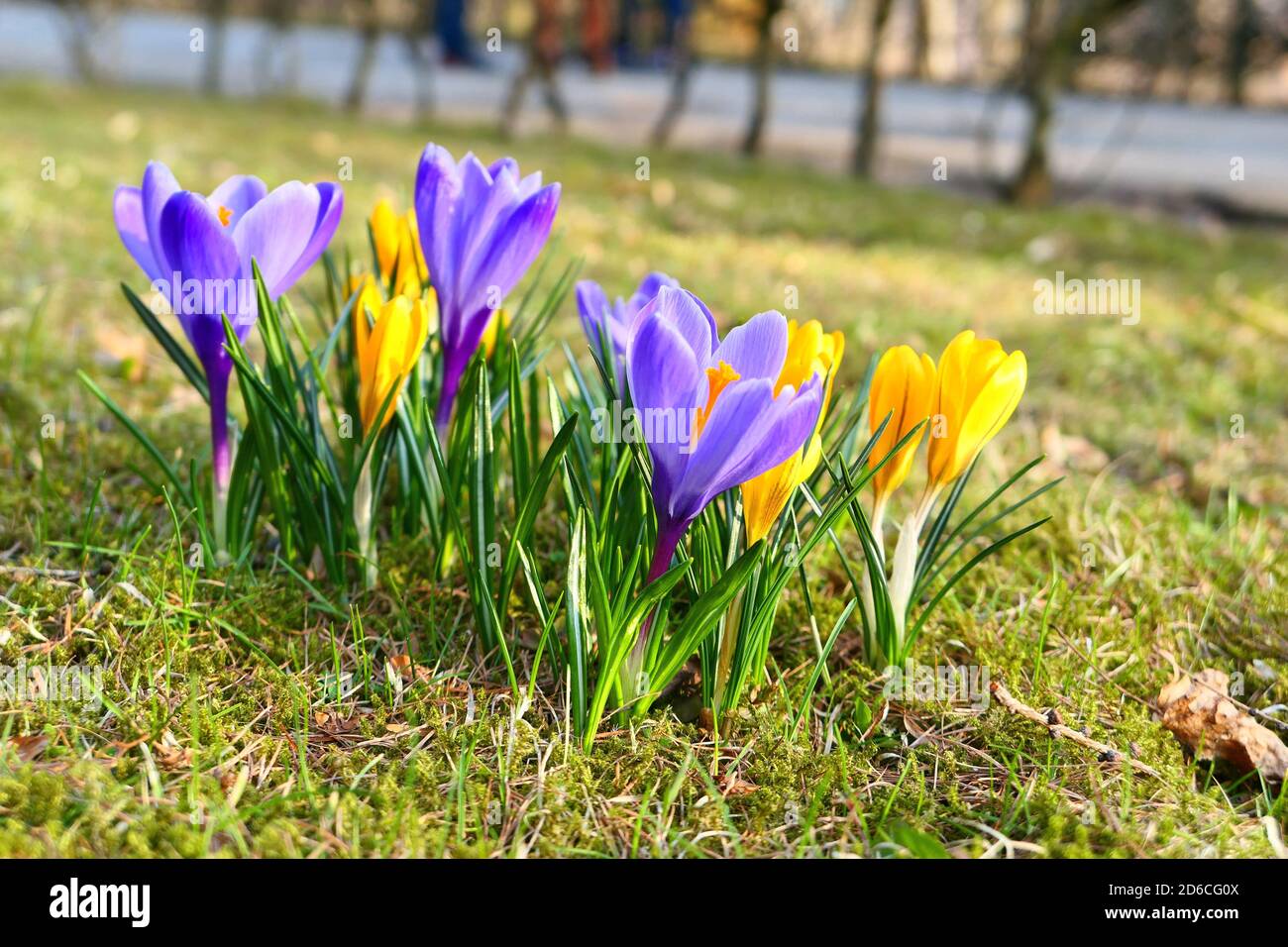 Fiori di croco gialli e blu. Primi segni di primavera. Foto Stock