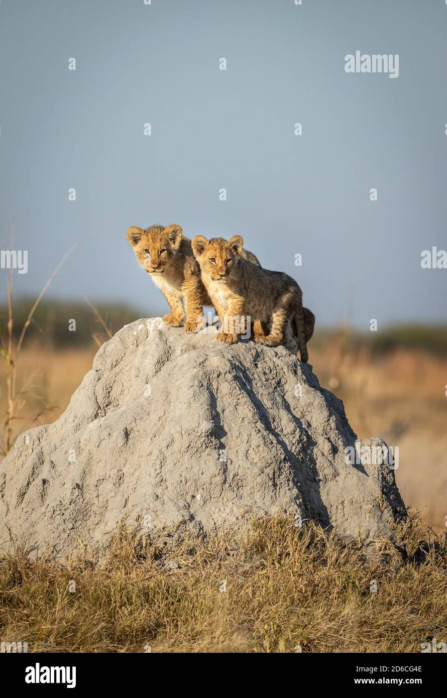 Due piccoli cubetti di leone in piedi sulla cima di una termite Tumulo in caldo sole mattina guardando allerta in Savuti in Botswana Foto Stock