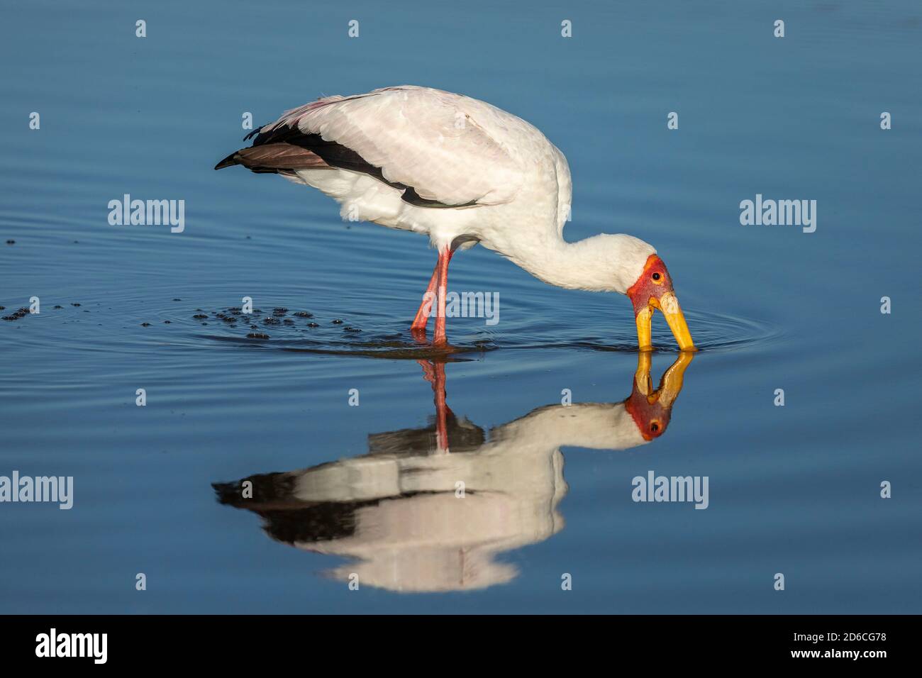 Cicogna gialla adulta che guadi con il suo becco nel Acqua nel Delta di Moremi Okavango in Botswana Foto Stock