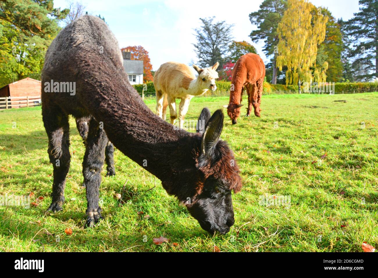 L'alimentazione degli alpaca in un'azienda agricola nel Regno Unito Foto Stock