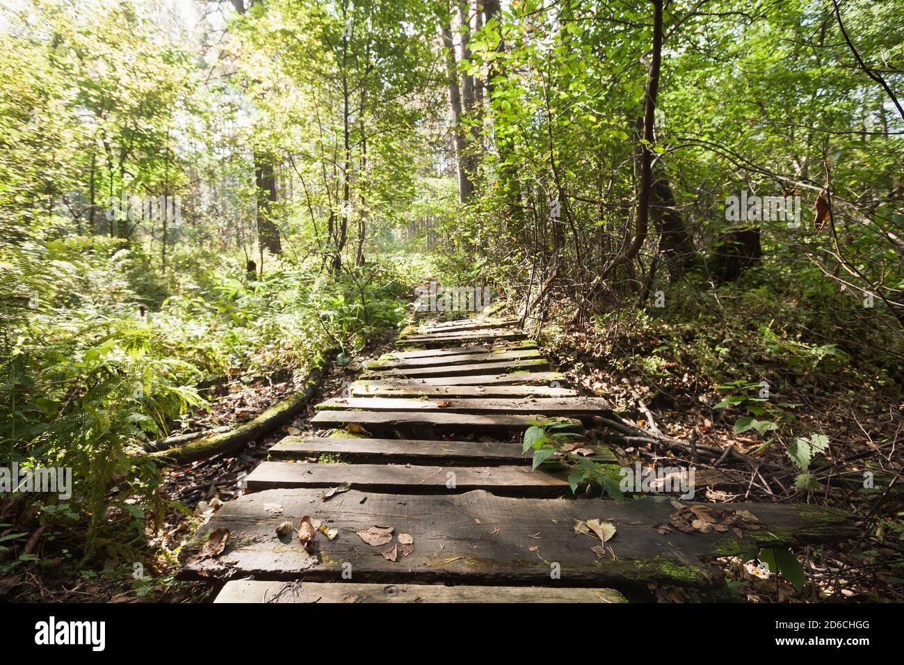 Vuoto ponte pedonale di legno passa attraverso la foresta estiva in giornata di sole, viaggio foto di sfondo Foto Stock