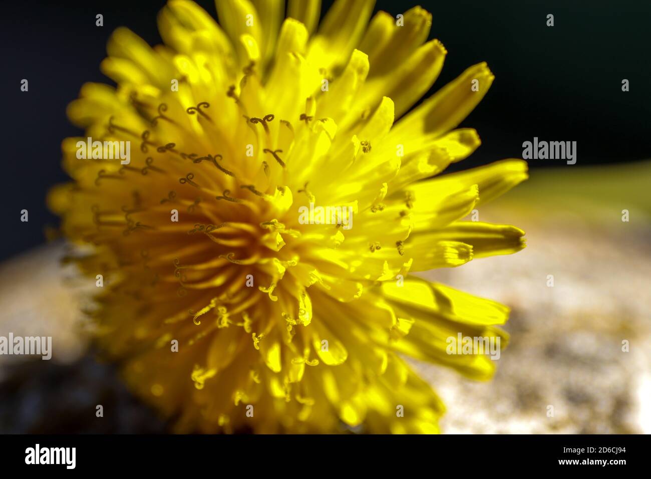 Macro foto di un fiore giallo fiorito su sfondo scuro durante una giornata di sole primaverile. Foto Stock