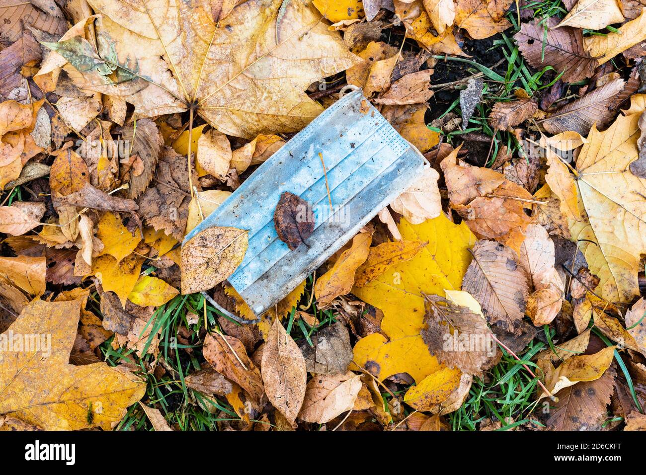 maschera sanitaria usata sporca in foglie bagnate cadute su prato nel parco cittadino in autunno Foto Stock