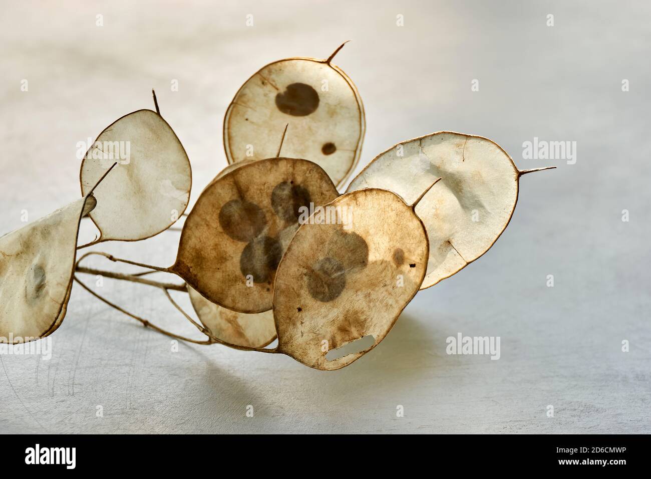 Closeup di semi secchi di lunaria con semi visibili. Lunaria annua, comunemente chiamato dollaro d'argento, pianta del dollaro, moonwort, onestà. Foto Stock