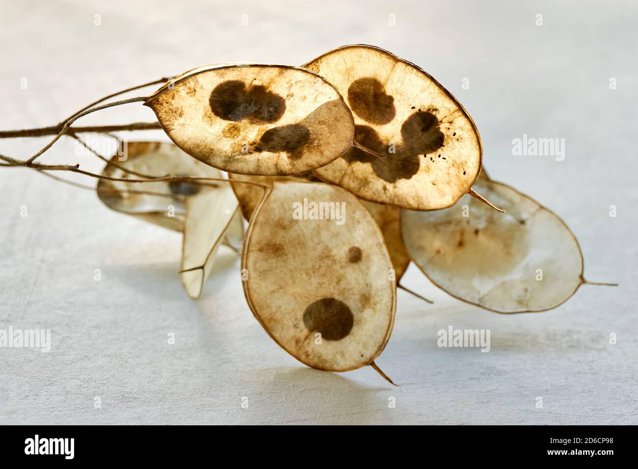 Closeup di semi secchi di lunaria con semi visibili. Lunaria annua, comunemente chiamato dollaro d'argento, pianta del dollaro, moonwort, onestà. Foto Stock