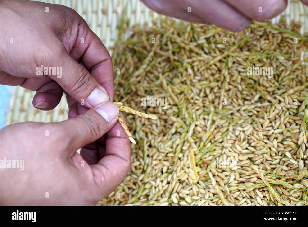 Weifang, provincia cinese di Shandong. 16 Ott 2020. Gli esperti stimano la produzione di riso tollerante salina-alcali ad una base dimostrativa nel distretto di Hanting della città di Weifang, provincia di Shandong della Cina orientale, 16 ottobre 2020. Un totale di 50,000 mu (circa 3,333 ettari) di riso tollerante salina-alcali alla base dimostrativa ha raggiunto una resa di 625.3 kg per mu. La razza di riso è sviluppata da un gruppo di ricerca guidato dal "padre di riso ibrido" cinese Yuan Longping. Credit: Guo Xulei/Xinhua/Alamy Live News Foto Stock