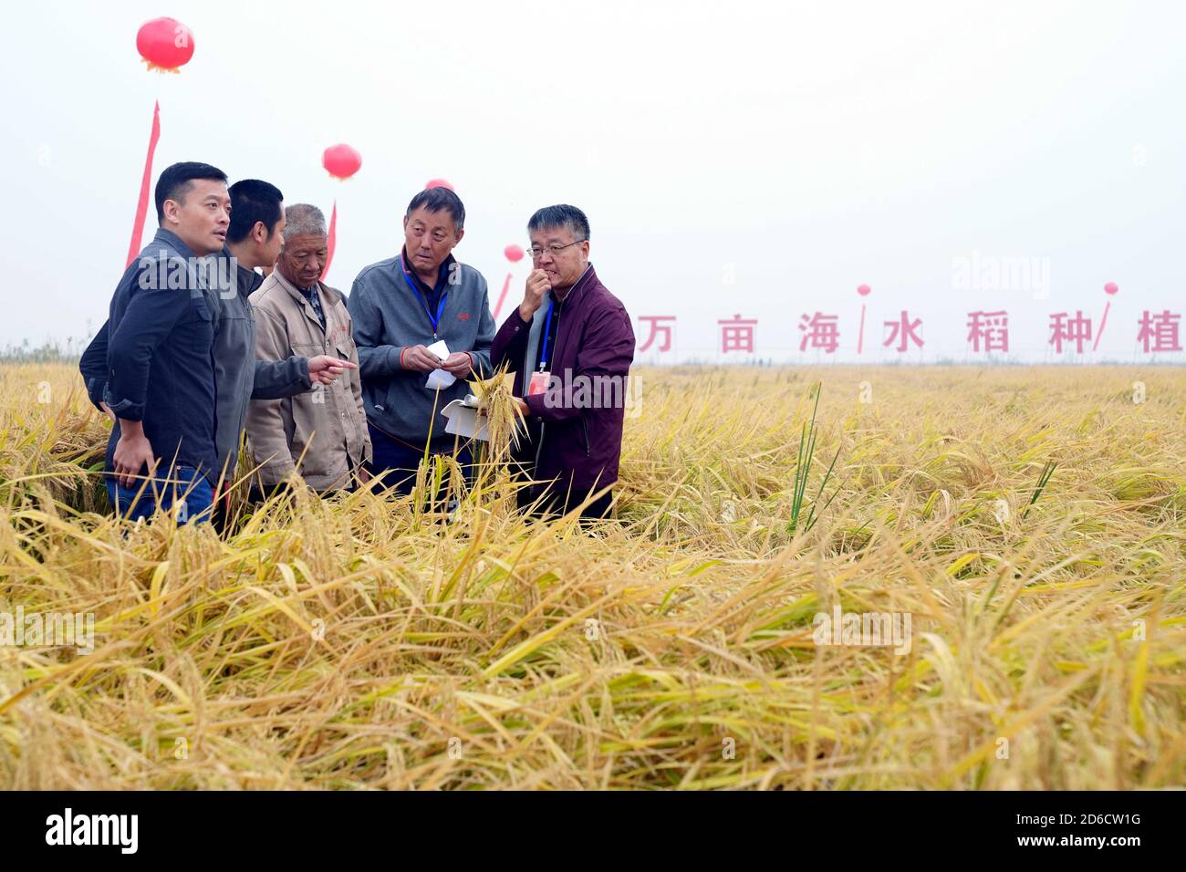 Weifang, provincia cinese di Shandong. 16 Ott 2020. Gli esperti stimano la produzione di riso tollerante salina-alcali ad una base dimostrativa nel distretto di Hanting della città di Weifang, provincia di Shandong della Cina orientale, 16 ottobre 2020. Un totale di 50,000 mu (circa 3,333 ettari) di riso tollerante salina-alcali alla base dimostrativa ha raggiunto una resa di 625.3 kg per mu. La razza di riso è sviluppata da un gruppo di ricerca guidato dal "padre di riso ibrido" cinese Yuan Longping. Credit: Guo Xulei/Xinhua/Alamy Live News Foto Stock