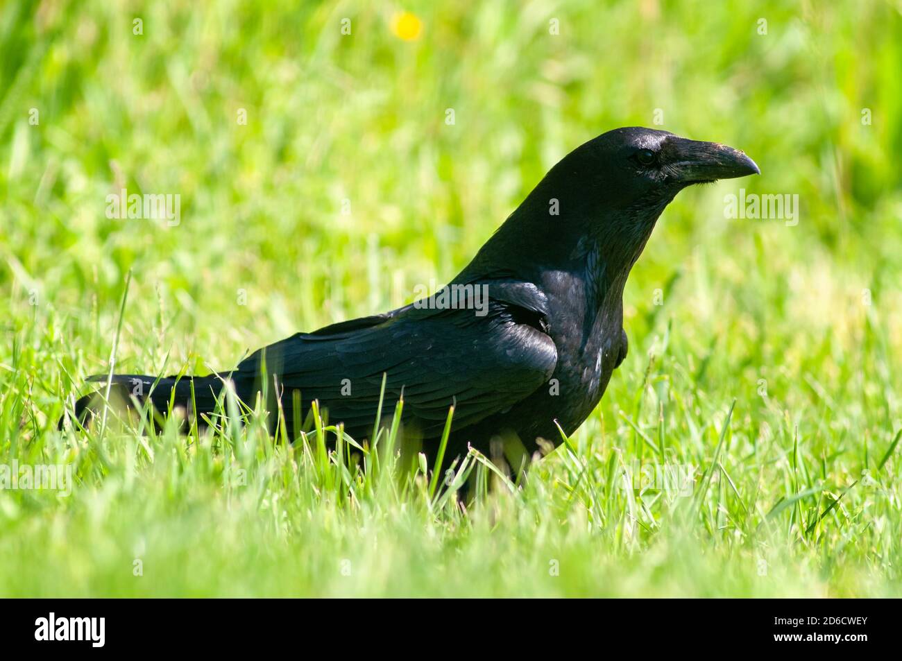 Carrion corvo, Corvus corone, adulto a terra. Foto Stock
