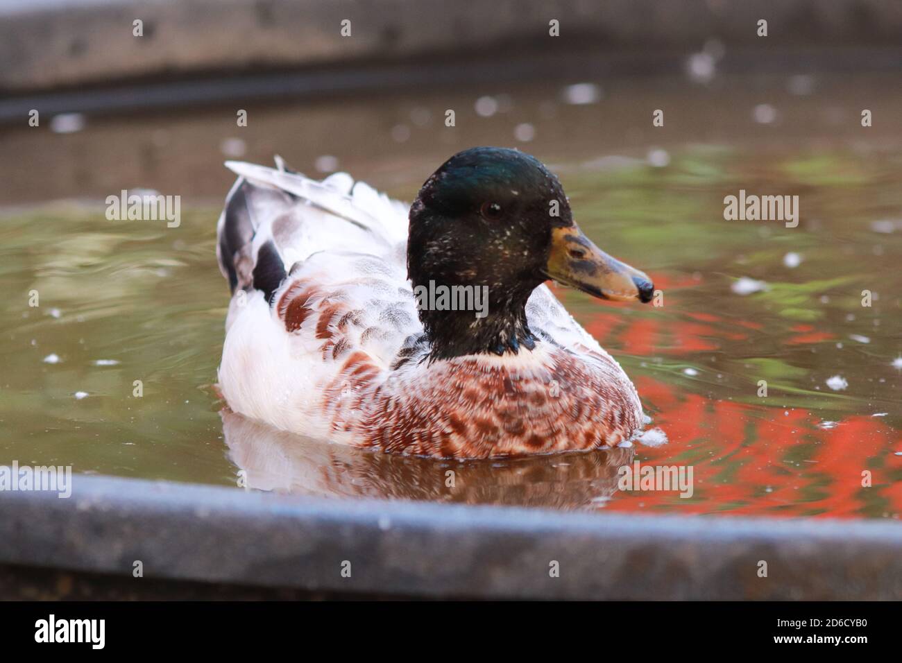 Maschi Snowy chiamata anatre nuotare in piccola piscina . Foto di alta qualità Foto Stock