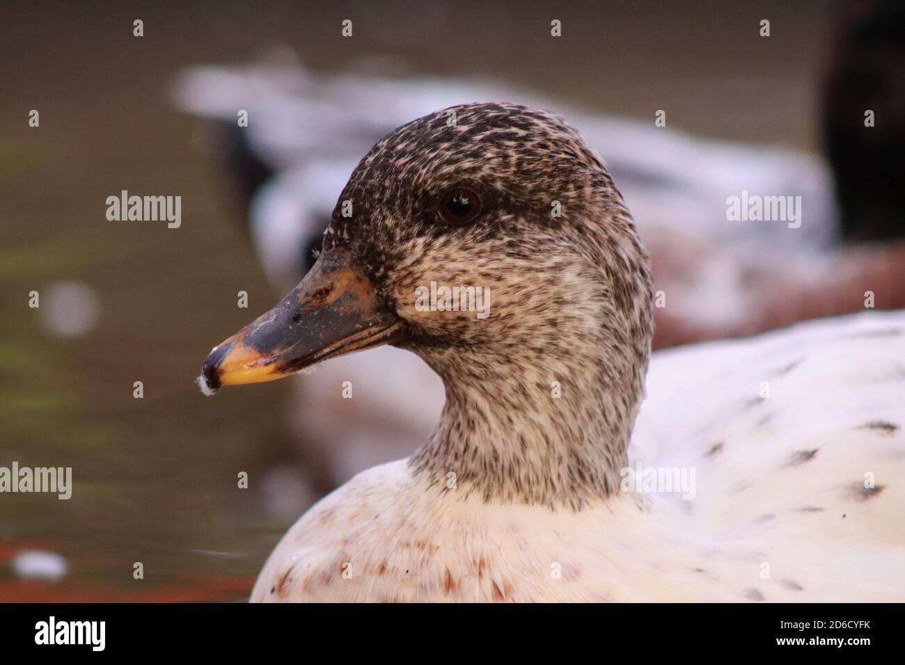 Colpo di testa delle anatre di chiamata innevate femminili. Foto di alta qualità Foto Stock