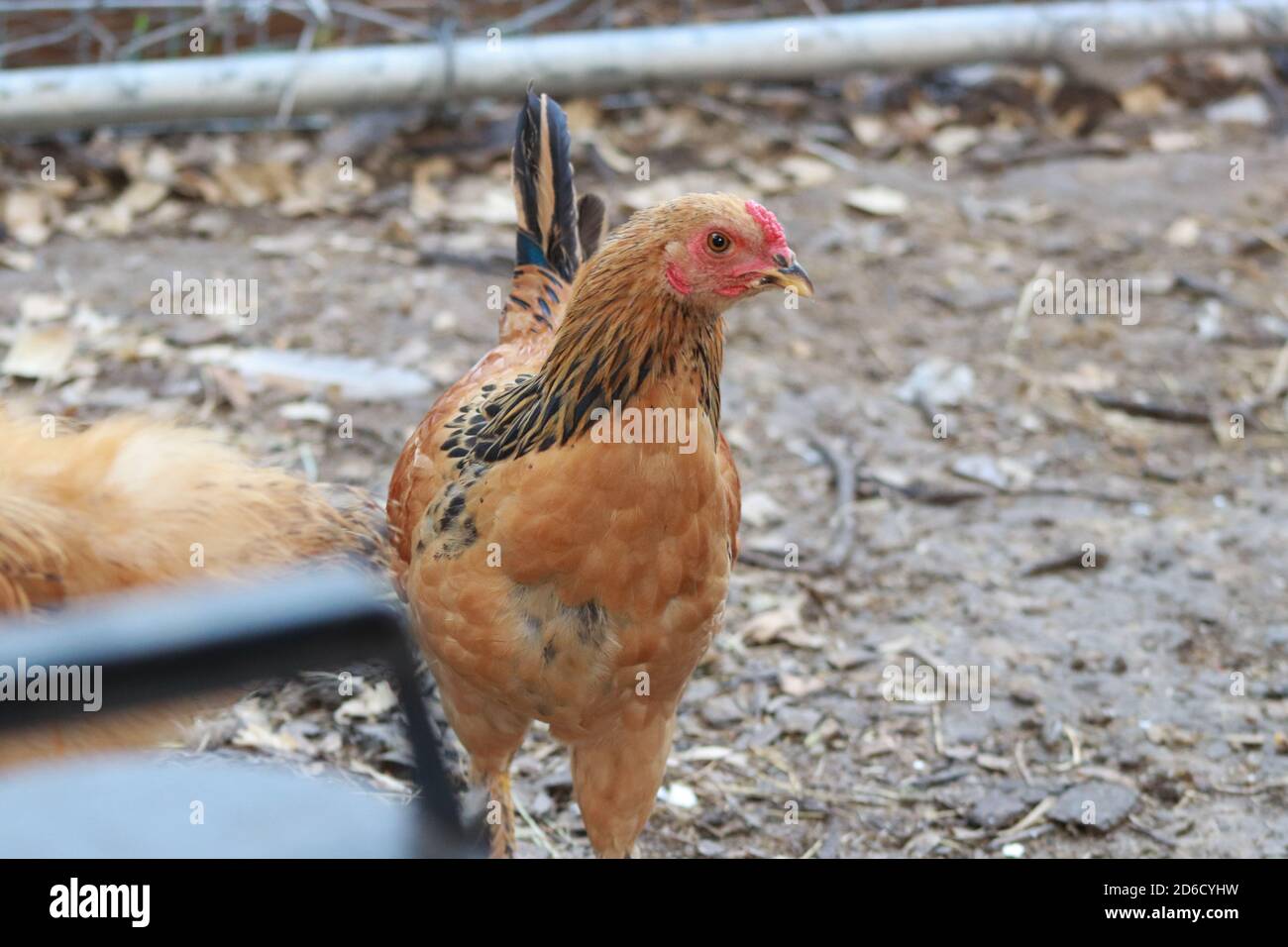 Pollo di cortile Bantam Hen marrone dorato e nero . Foto di alta qualità Foto Stock