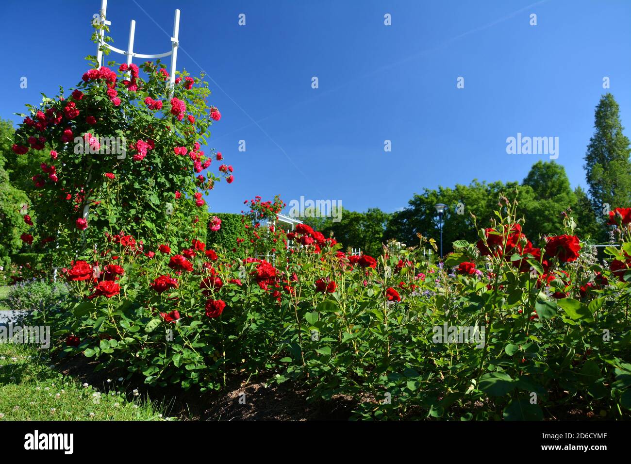 Bellissimo parco giardino di rose rosse a Praga, Repubblica Ceca. Foto Stock