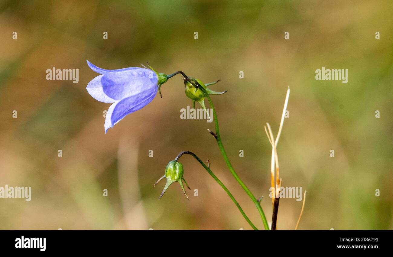 Bluebell Bellflower, Arnside, Cumbria, Regno Unito. Foto Stock
