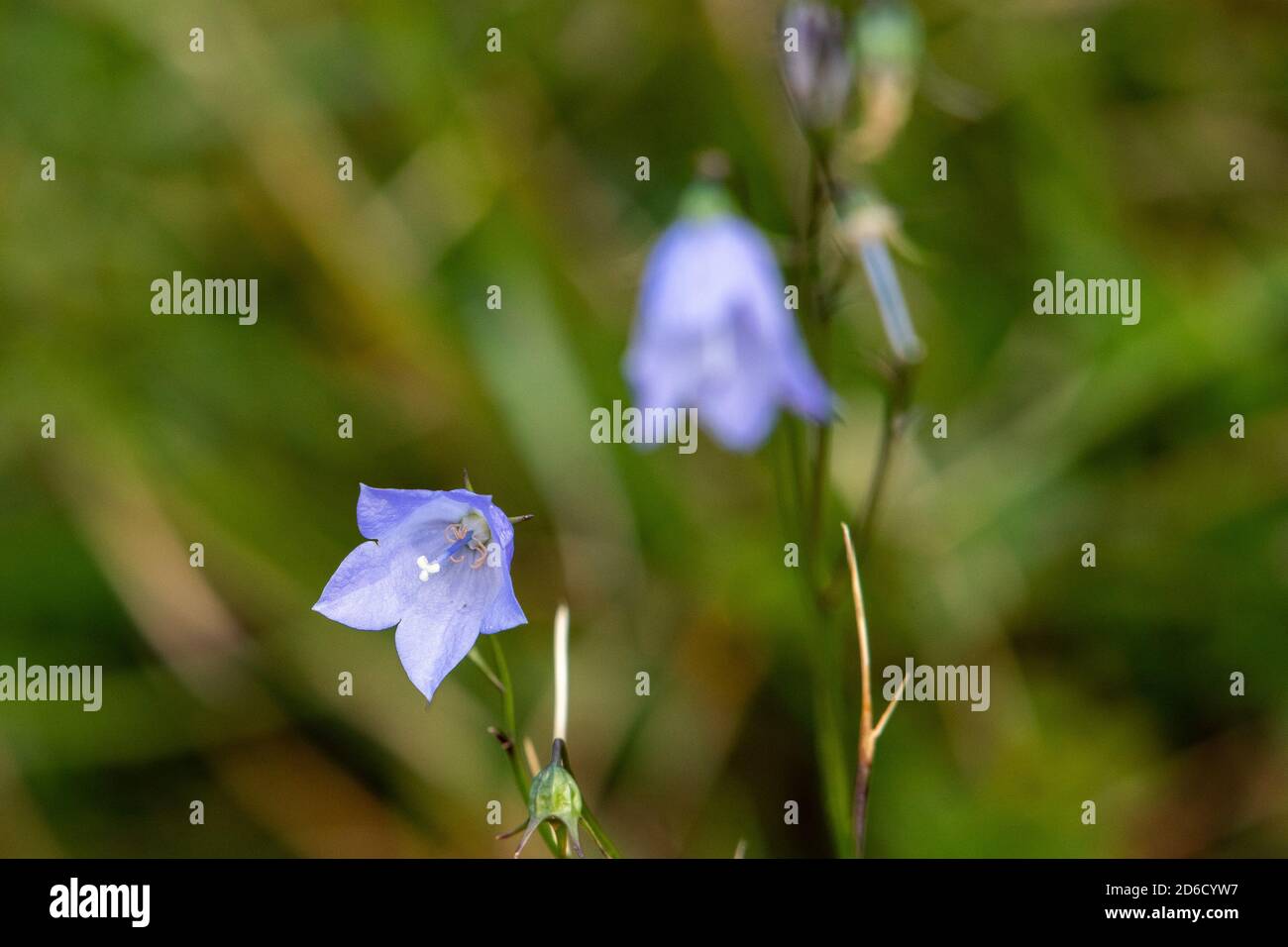 Bluebell Bellflower, Arnside, Cumbria, Regno Unito. Foto Stock