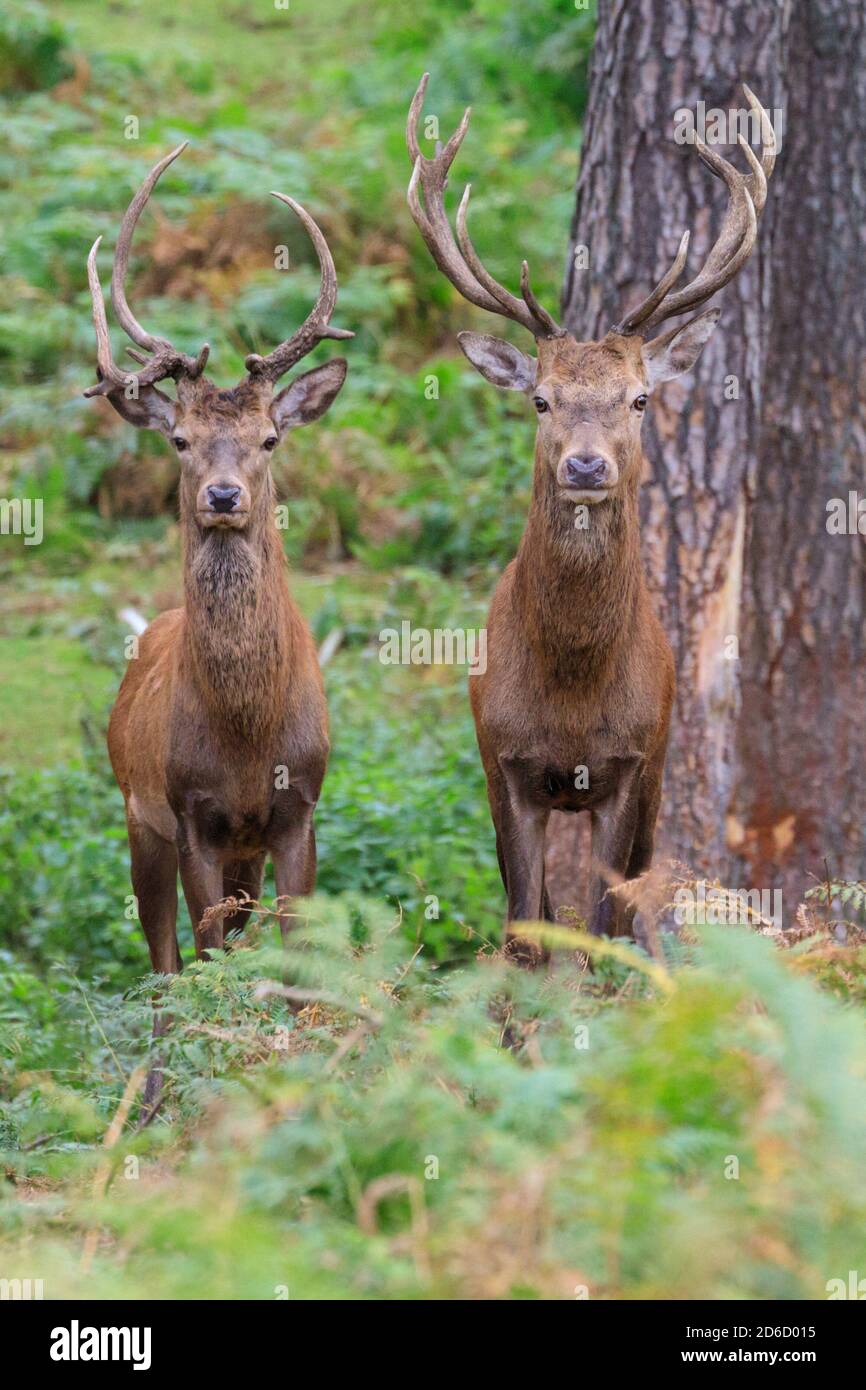Haltern, NRW, Germania. 16 Ott 2020. Due giovani cervi rossi (Cervus elaphus) stracci guardare curiosamente la macchina fotografica. I cervi sika, i daini e i cervi rossi della riserva naturale di Granat mostrano tutti i comportamenti di recruzioni stagionali al sole di ottobre, competendo per l'attenzione delle femmine nella loro mandria. I cervi vivono in un ambiente semi-selvaggio in praterie e foreste. Credit: Imageplotter/Alamy Live News Foto Stock