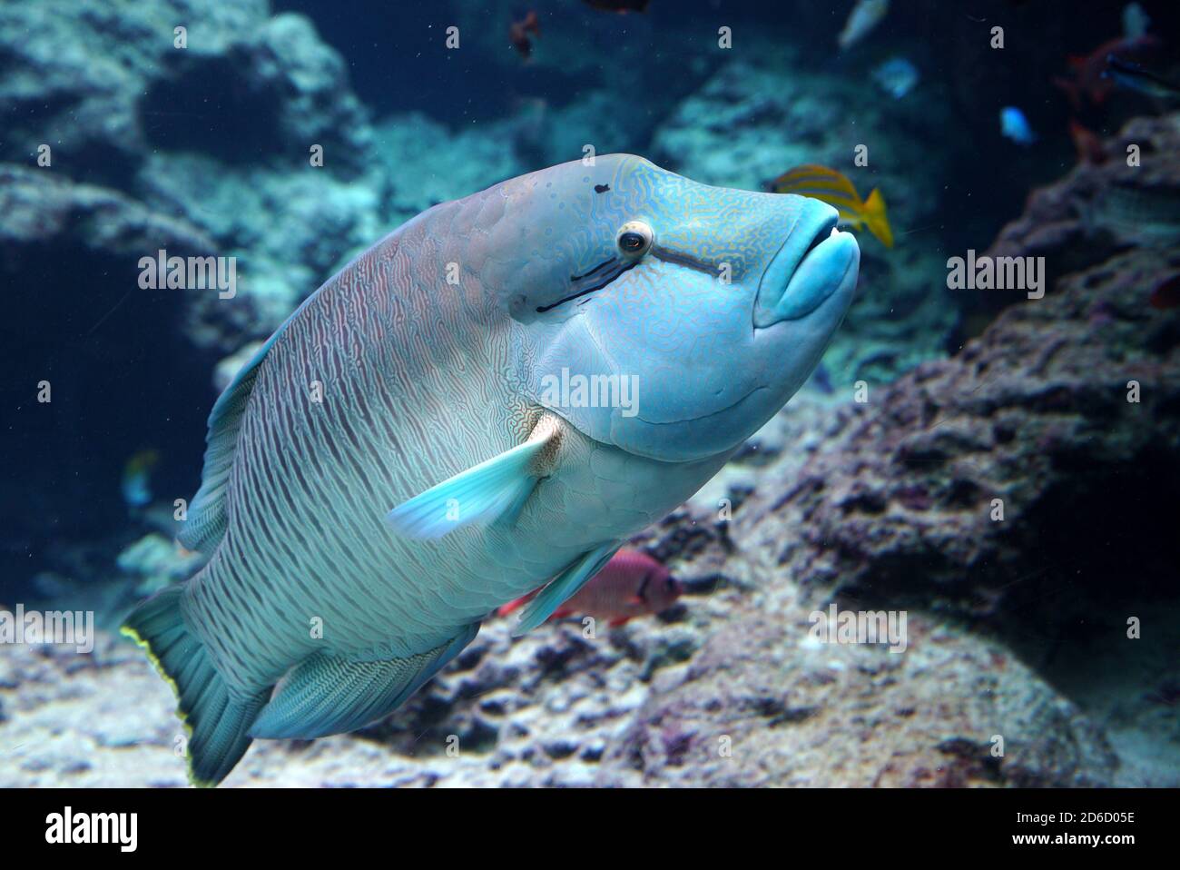 Pesce pappagallo nell'oceano in okinawa giappone isola corallo viaggio di lusso avventura turistica turismo mare oceano blu bella immersione barriera corallina tropicale Foto Stock