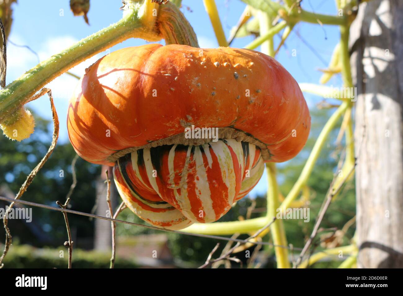 Una zucca turbante che cresce all'esterno sulla vite Foto Stock