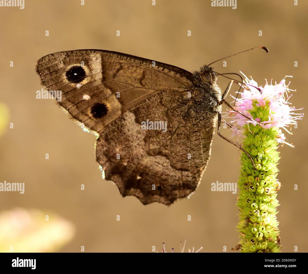 Esemplare isolato di una farfalla della specie Hipparchia statilinus, della famiglia dei nimfalidi. Foto Stock